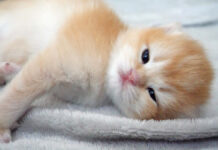 気持ち良く眠っていた子猫