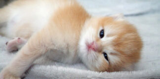 気持ち良く眠っていた子猫