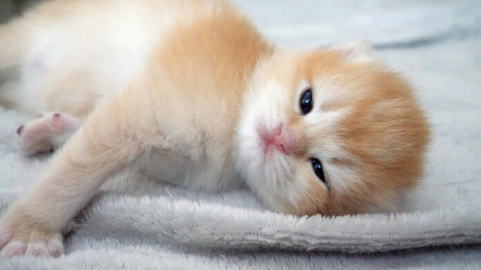 気持ち良く眠っていた子猫