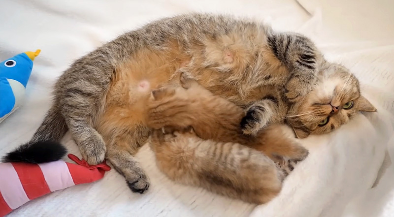 子猫達にミルクを飲ませる母猫