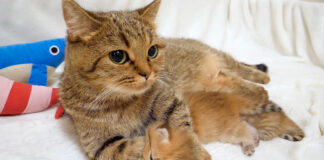 子猫をガッチリ捕まえる母猫