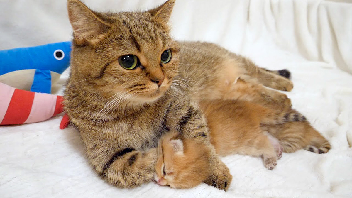 子猫が愛おし過ぎてガッチリ捕まえちゃうママ猫の姿がとっても可愛かっ
