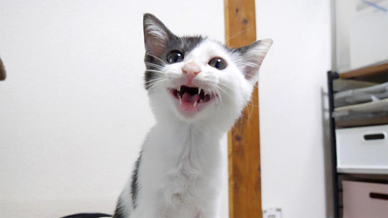 ご飯を催促する子猫