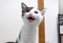 子猫が可愛い声でご飯の催促♪ エネルギーを充電すると好奇心が爆発して可愛いことに ( *´艸`) ご飯を催促する子猫