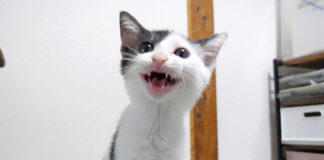 ご飯を催促する子猫