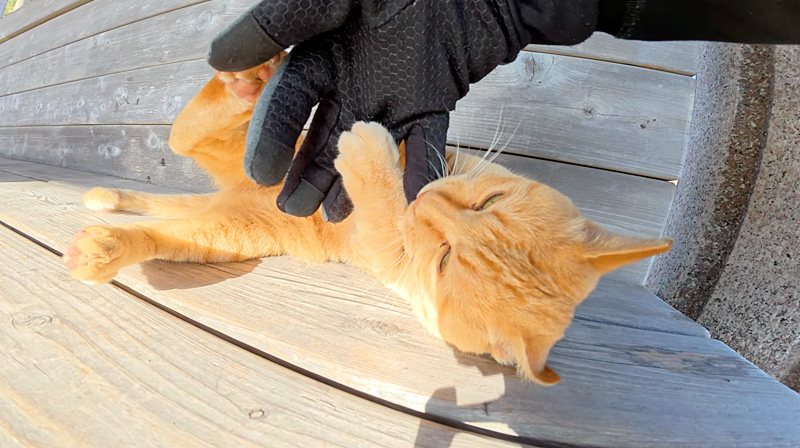 激しく絡んできた猫