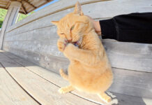 人間のものを次々と強奪する猫