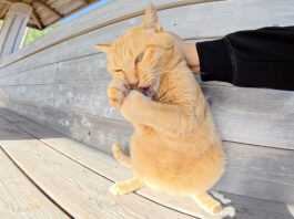 人間のものを次々と強奪する猫