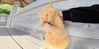 人間のものを次々と強奪する猫