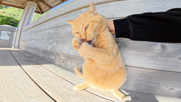 人間のものを次々と強奪する猫