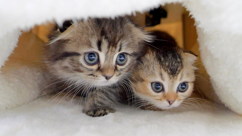 コタツの中の子猫達