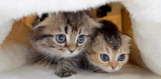 コタツの中の子猫達