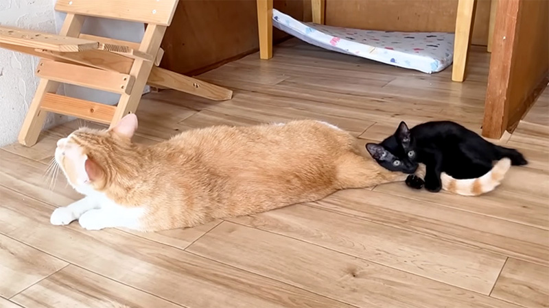 先住猫のシッポを抱きしめる子猫