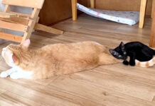 優しい先住猫から片時も離れたくない保護子猫。大好きな気持ちが止められなくて… 先住猫のシッポを抱きしめる子猫