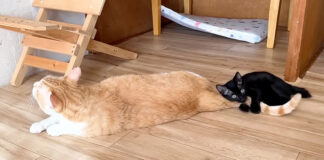 先住猫のシッポを抱きしめる子猫