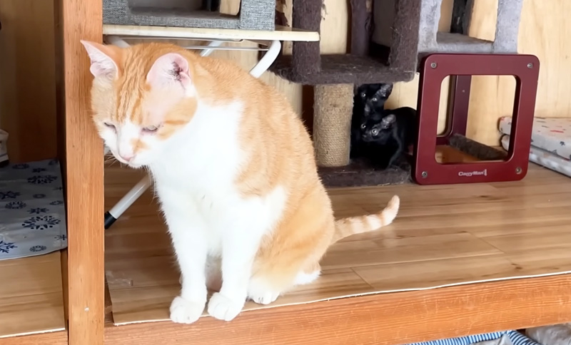 先住猫が気になる保護子猫