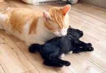 先住猫に甘える保護子猫