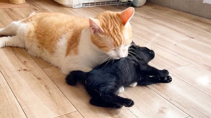先住猫に甘える保護子猫