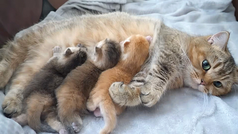 母猫のミルクを飲む子猫達