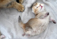 ヘソ天でクネクネする子猫