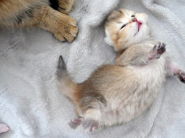 ヘソ天でクネクネする子猫