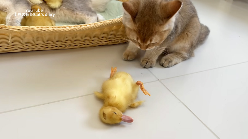 ヒヨコを助けに来た子猫