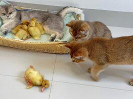 ヒヨコを助けに来た子猫達