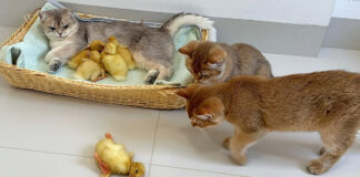 ヒヨコを助けに来た子猫達