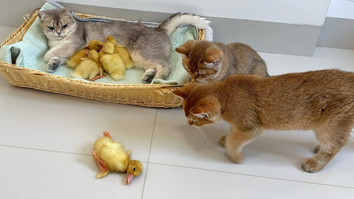 ヒヨコを助けに来た子猫達