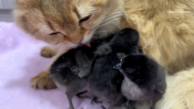 ヒヨコを毛づくろいする猫