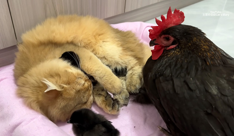 ヒヨコを世話する猫