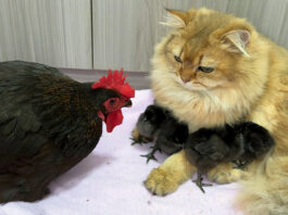 ヒヨコを世話する猫