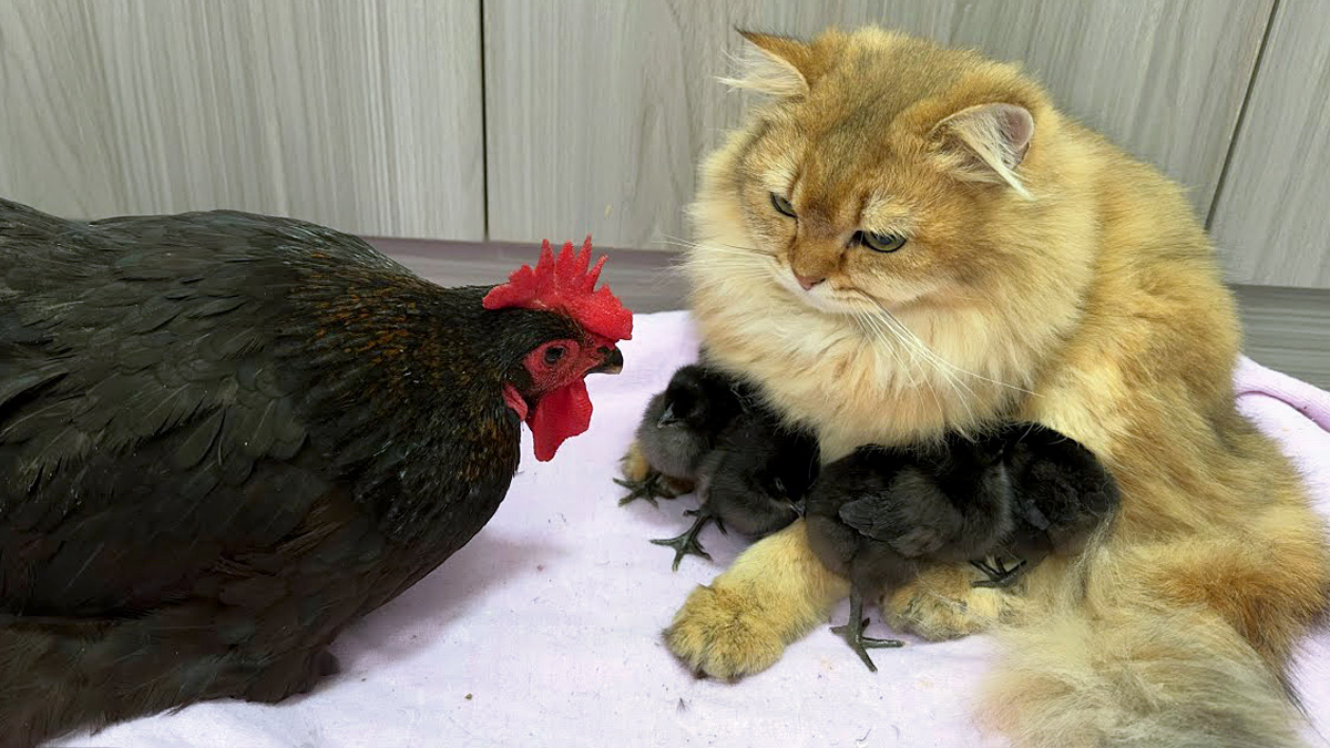 ヒヨコ達を優しく世話して寝かしつける猫さんに、めんどりも思わず