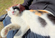 膝をソファーにする猫