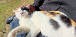 膝をソファーにする猫