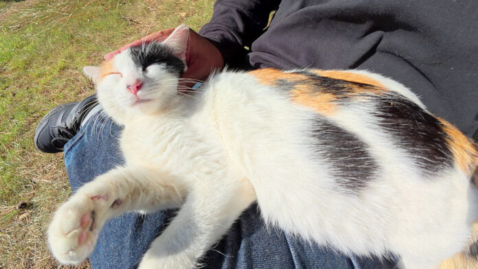 膝をソファーにする猫