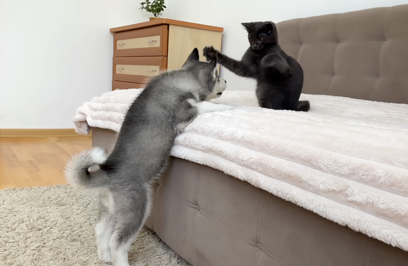 初めて会った子猫とハスキー犬