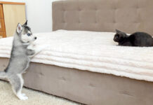 初めて会った子猫とハスキー犬