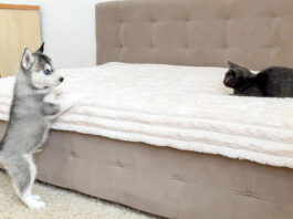 初めて会った子猫とハスキー犬