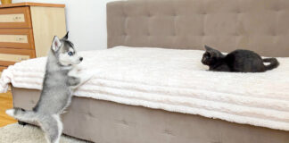 初めて会った子猫とハスキー犬