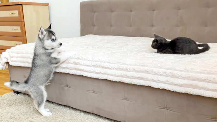 初めて会った子猫とハスキー犬