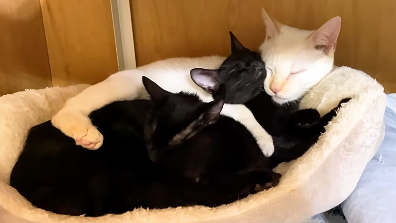 突然母性に目覚めた猫