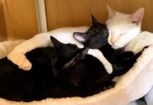 ずっと威嚇してたのに、突然母性に目覚めた先住猫にホッコリ (*´ェ`*) 突然母性に目覚めた猫