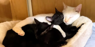 突然母性に目覚めた猫