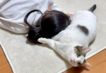 お腹を差し出す猫