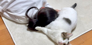 お腹を差し出す猫