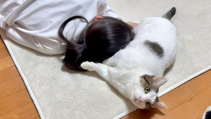 お腹を差し出す猫