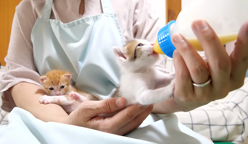 ミルクを飲む子猫