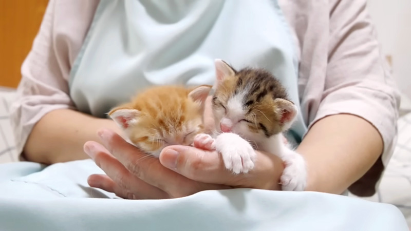 膝の上で甘える子猫達