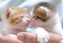 仲良くじゃれ合う子猫達